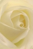 This close-focus portrait invites you to lose yourself in the tranquil heart of a white rose, its creamy petals unfurling as gracefully as dawn rising over Walworth. The gentle layering of ivory and soft yellow tones suggests freshness, while the barely-there shadows at the petals' base hint at the artistry and care with which this bouquet was crafted-perhaps by a seasoned florist at a beloved local shop or market. There's a serenity in this bloom's glowing center, a peacefulness often sought in moments of remembrance or at times of quiet celebration throughout Walworth. Every detail-from the silky matte surface of each petal to the harmonious spiral that draws the eye inward-triggers not just a visual but an emotional response. The suggestion of fragrance lingers, delicate and soothing, echoing the calm of a quiet morning stroll through Burgess Park. This rose, perfect for sympathy bouquets, romantic gestures, or thoughtful centerpieces, stands as a pure symbol of reverence and hope-a tribute to Florist Walworth's dedication to capturing the spirit and tradition of local floral artistry.